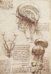 Leonardo da Vinci_8